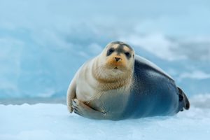 Foca Barbata, Bearded Seal. Courtesy of Nowboat 2016, All Rights Reserved